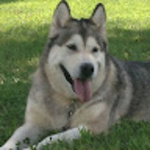 Meet your Posher, Bruce